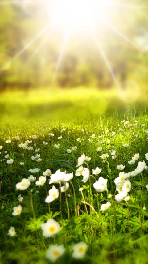 Free Phone Backgrounds Wallpapers-480x854 px FWVGA